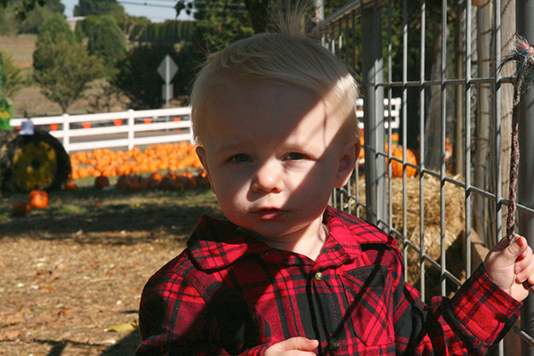Child with petting zoo fence