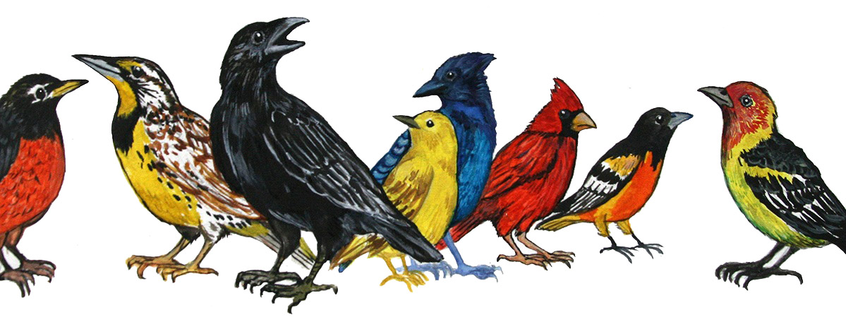 Original Arwork Birds Watercolors